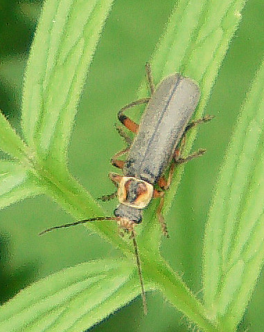 weichkafer-cantharis-nigricans-muller-1766-11830.jpeg