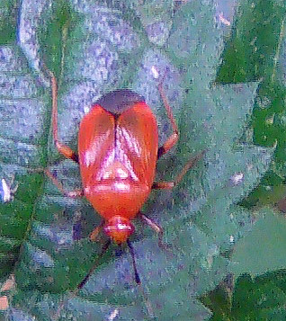 Eine auch rötliche Weichwanze, die wegen ihrer Färbung in der Vegetation leichter auffallen kann im Sommer. Sie saugt an Insekten, besonders an Blattläusen.
http://de.wikipedia.org/wiki/Weichwanzen
http://www.insektenbox.de/wanzen/rotewe.htm

Aufnameort: Eiershausen Hirschbergwald
Kamera: Medion Digitaler Full-HD-Camcorder mit Touchscreen Medion Life