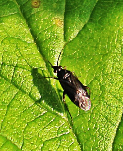 weichwanze-deraeocoris-scutellaris-fabricius-1794-19254.jpeg