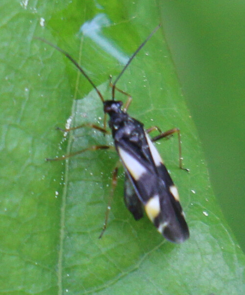 Eine Weichwanze(Miridae), die mit ihren gelben Flecken auf schwarzen Flügeln fast schon wieder an eine Warntracht erinnern könnte.
http://www.insektenbox.de/wanzen/dryfla.htm

Aufnameort: Eiershausen Hirschbergwald Waldrand
Kamera: Canon EOS 700D