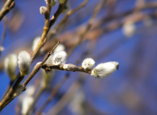 Weidenkätzchen vor blauem Himmel

Aufnameort: Stadtlohn
Kamera: AL 530 zoom Kamera