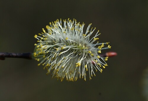 Im Frühjahr blühen die Weidenkätzchen und setzen über die Staubeutel riesige Mengen Pollen frei. Schön anzusehen, aber für Allergiker eine Qual.

Aufnameort: Rather See
Kamera: Sony Alpha 7/II