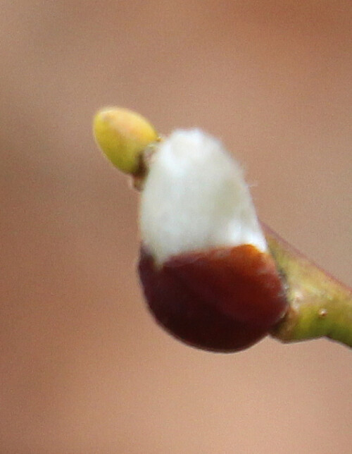 "Noch wartet Natur auf den Frühling"
https://de.wikipedia.org/wiki/Sal-Weide

Videoclip zum Astschnitt:
https://www.youtube.com/watch?v=L4e8UqFNfSE

Aufnameort: Eiershausen Hirschbergwald Waldrand
Kamera: Canon EOS 700D