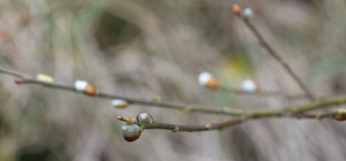 Kätzchen, die bereits ihre Knospenhülle gesprengt haben
https://de.wikipedia.org/wiki/K%C3%A4tzchen

Aufnameort: Eiershausen Hirschberg Waldrand
Kamera: Canon EOS 700D