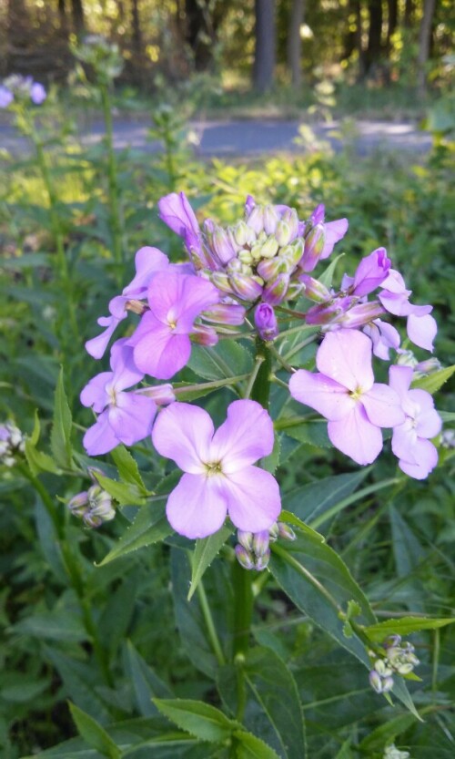 (Epilobium)
Gefunden bei einer Feldrunde

Aufnameort: Beeskow
Kamera: CANON SX510 HS