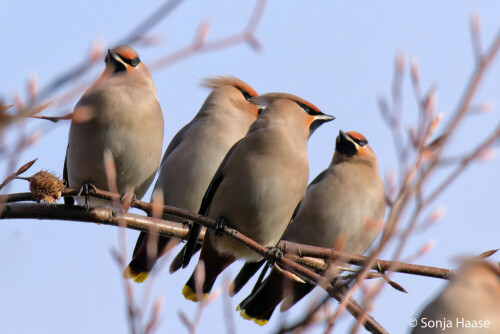 So eine Freude in diesem Winter! Sie kommen nur alle paar Jahre so zahlreich zu uns. Die Seidenschwänze sind hübsche Singvögel mit einem seidigen Gefieder. Hier ein Ausschnitt eines größeren Trupps. Wildlife, Oberlausitz, Januar 2024.

Aufnameort: Oberlausitz, Deutschland
Kamera: Canon 7D Mark II, Sigma Tele 150 - 600mm , 600 mm