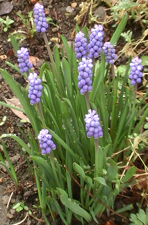 Auch die Weinbergs-Traubenhyazinthe gehört zu den Spargelgewächsen(Asparagaceae). Sie ist eine Zwiebelpflanze.
In Deutschland gilt sie als Archäophyt.
http://de.wikipedia.org/wiki/Weinbergs-Traubenhyazinthe

Aufnameort: Eiershausen Garten
Kamera: Digitaler Full-HD-Camcorder mit Touchscreen Medion Life