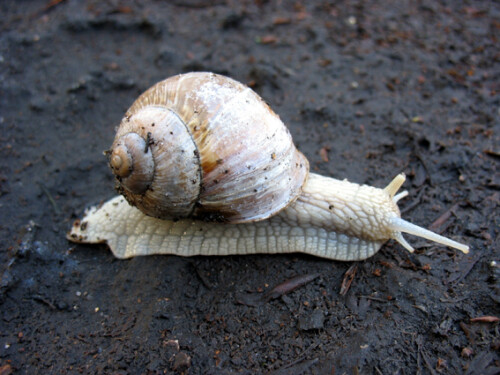 Diese Weinbergschnecke (Helix pomatia) kroch mir im Königswald über den Weg, nachdem es einige Zeit vorher geregnet hatte. Mit ihrer Gehäusehöhe und -breite von ca. 40 mm ist sie deutlich größer als die anderen einheimischen Gehäuseschnecken. Nicht nur für die Franzosen sind sie eine Delikatesse. In Deutschland sind sie aber geschützt.

Aufnameort: Königswald bei Potsdam
Kamera: Canon PowerShot A610