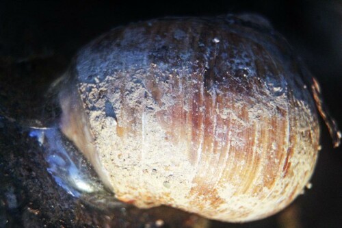 Weinbergschnecken schützen sich vor zu starker Verdunstung ihrer Körperfeuchtigkeit durch eine Schleimhülle. Ferner dient sie auch als
Halt.
https://de.wikipedia.org/wiki/Weinbergschnecke

Aufnameort: Eiershausen Garten
Kamera: Canon EOS 1300D