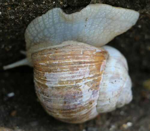 Manchmal ließ man sie sich ab einer gewissen Größe sogar als Delikatesse zubereiten.

http://de.wikipedia.org/wiki/Weinbergschnecke

Aufnameort: Eiershausen Garten
Kamera: Canon EOS 700D