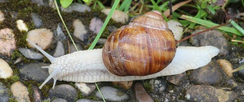 Eine häufige Gehäuseschnecke, die ab einer gewissen Größe sogar kulinarisch genutzt wird.
https://de.wikipedia.org/wiki/Weinbergschnecke

Video-Clips hierzu:
https://www.youtube.com/watch?v=ZcTx-JX2QUE

Aufnameort: Eiershausen Garten
Kamera: Canon EOS 700D