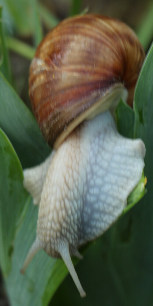 Die Weinbergschnecke ist eine Gehäuseschnecke, die in lichten Wäldern, Gebüschen oder auch z. B. in offenen Kulturlandschaften vorkommen kann. Sie gilt als wärmeliebend und standortstreu.
https://de.wikipedia.org/wiki/Weinbergschnecke

Aufnameort: Eiershausen Garten
Kamera: Canon EOS 700D