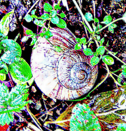 Die Weinbergschnecke gehört zur Familie der Schnirkelschnecken(Hleicidae).
https://de.wikipedia.org/wiki/Weinbergschnecke

Aufnameort: Eiershausen Garten
Kamera: Medion Camcorder