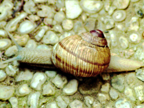 Die Weinbergschnecke gehört zu den gehäusetragenden Landlungenschnecken(Stylomatophora) sowie zur Familie der Schnirkelschnecken(Helicidae).
https://de.wikipedia.org/wiki/Weinbergschnecke


Aufnameort: Eiershausen Waldrand
Kamera: Canon EOS 1300D