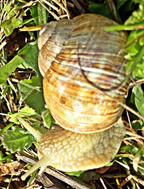 Die Weinbergschnecken gehören zu den Landlungenschnecken(Stylomatophora), ferner zur Familie Helicidae.
Sie tragen ein bräunlich bis weißliches Gehäuse und lassen sich in Gebüsch, lichten Wäldern oder auf "offenem Gelände" finden.
Besonders kalkhaltige Böden haben es ihr "angetan."
https://de.wikipedia.org/wiki/Weinbergschnecke

Aufnameort: Eiershausen Garten
Kamera: Canon EOS 1300D