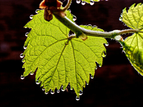 

Aufnameort: Weidenbach, in meinem Garten
Kamera: Panasonic Lumix FZ 200