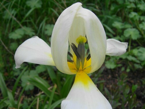 Weiße Tulpe hat ihre Fenster geöffnet

Aufnameort: Stadtlohn
Kamera: AL 530 zoom Kamera