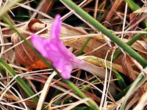 Durch Verwechslung mit Bärlauchblättern kann es durch die Herbstzeitlose zu Vergiftungen kommen.
https://de.wikipedia.org/wiki/Herbstzeitlose

Aufnameort: (Nass-)Wiesen nordöstlich von Eiershausen
Kamera: Canon EOS 1300D