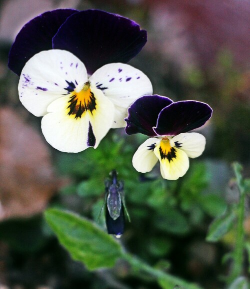 weiteres-stiefmutterchen-viola-20619.jpeg