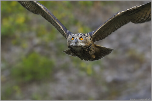 weitsichtig-uhu-bubo-bubo-5239.jpeg