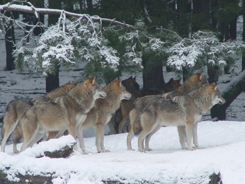 Rudel beobachtet einen sich nähernden Besucher mit einigen Hunden.

Aufnameort: Wildpark Schorfheide
Kamera: EOS 300D