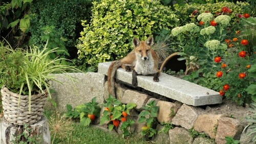 Beim Öffnen des Fensters wurde er aufmerksam.

Aufnameort: Garten in Schönwalde-Glien
Kamera: Sony  DSC-HX80