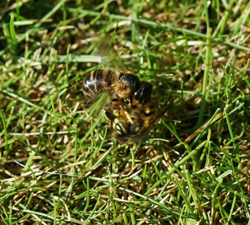 In der Natur spielen sich permanent dramatische Kämpfe ab, von denen wir die meisten gar nicht bewusst wahrnehmen. Hier konnte ich einmal einen Wespenangriff auf eine Wildbiene in allen Phasen fotografieren. Auf dieser Aufnahme hat die Wildbiene noch die Oberhand.

Aufnameort: Merheimer Gärten Köln
Kamera: Sony Alpha 7/II