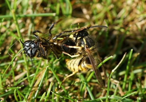 Die Wespe beginnt den Unterleib der Wildbiene mit ihren Mandibeln zu zerteilen.

Aufnameort: Merheimer Gärten Köln
Kamera: Sony Alpha 7/II