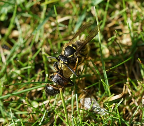 Die Wespe hat den Unterleib der Wildbiene hier bereits in zwei Teile zerschnitten. Man erkennt es gut daran, dass ein Grashalm durch den Unterleib reicht.

Aufnameort: Merheimer Gärten Köln
Kamera: Sony Alpha 7/II