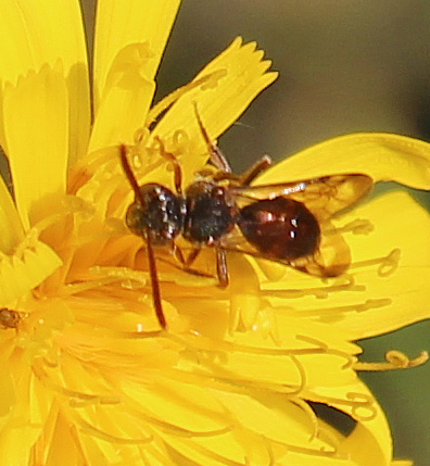 Wespenbienen sind Schmarotzer bei Wildbienen z. B. der Gattung Andrena.
https://de.wikipedia.org/wiki/Nomada_conjungens
(Bestimmung noch nicht völlig abgesichert.)


Aufnameort: Eiershausen Waldrand Hirschbergwald
Kamera: Canon EOS 700D