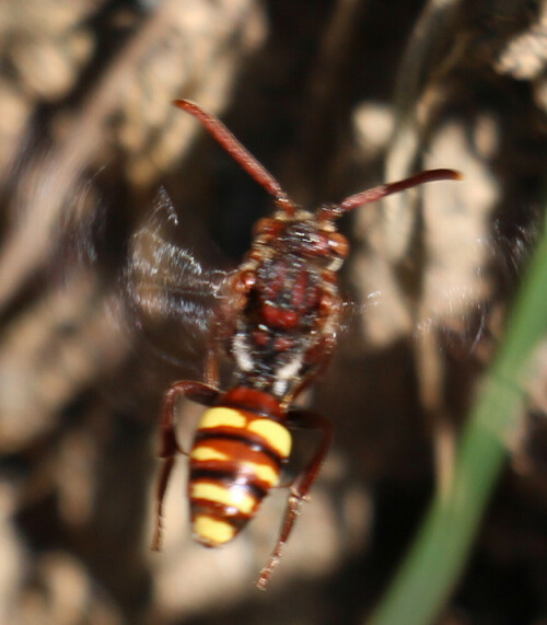 wespenbiene-nomada-leucophthalma-kirby-1802-16995.jpeg