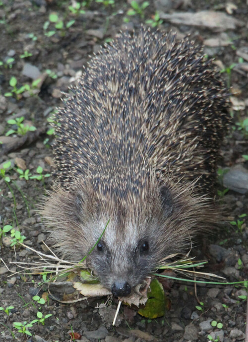 Der Westeuropäische Igel ist fast überall in Europa verbreitet.
(Hier dürfte er bei der Herrichtung seines Winterquartieres überrascht worden sein.)
https://de.wikipedia.org/wiki/Braunbrustigel

https://www.youtube.com/watch?v=bJ37R31h9OI
https://www.youtube.com/watch?v=im2GdRV66GU
https://www.youtube.com/watch?v=i3Os90q0_o4
u. a.

Aufnameort: Eiershausen Garten am Komposter
Kamera: Canon EOS 700D