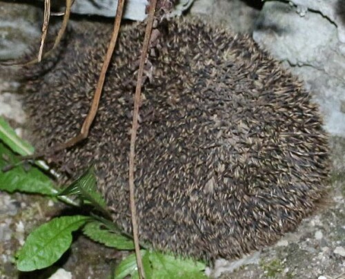 Ein abendlich bis nächtlicher Gast in unserem Garten - wohl auf Nahrungssuche.
https://de.wikipedia.org/wiki/Braunbrustigel

Videoclip hierzu:
https://youtu.be/9FamMBgoPHY

Aufnameort: Eiershausen Garten
Kamera: Canon EOS 700D