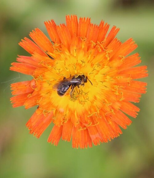 Fleisige Honigbienen können noch die Blüten bestäuben.
https://de.wikipedia.org/wiki/Orangerotes_Habichtskraut
https://de.wikipedia.org/wiki/Westliche_Honigbiene

Aufnameort: Eiershausen Garten
Kamera: Canon EOS 700D