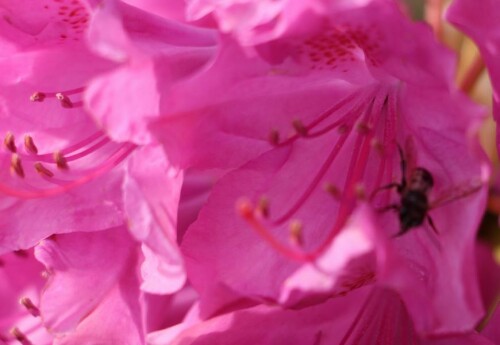 Auch Rhododendron wird insektenbestäubt.
Bilder hierzu aus dem Internet:
https://www.ecosia.org/search/images/q/Rododendron+ponticum+"Graziella"

Aufnameort: Eiershausen Garten
Kamera: Canon EOS 700D