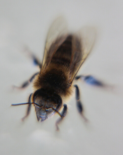 westliche-honigbiene-apis-mellifera-l-1758-16781.jpeg