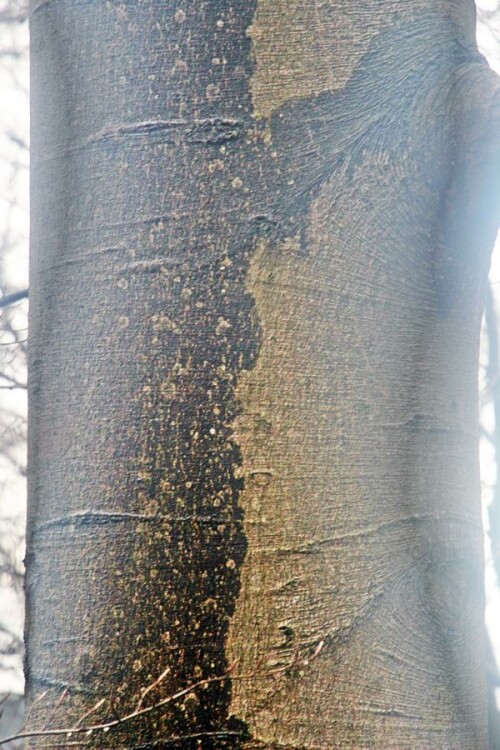 wetterseite-einer-rotbuche-fagus-sylvatica-l-20500.jpeg