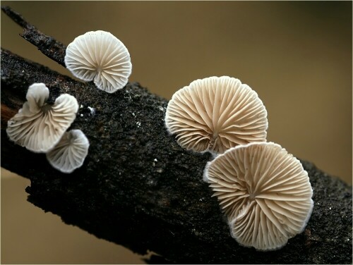 Diese kleinen Baumpilze an einem morschen Ast erinnern an hübsche Fächer. 
Sehr klein und filigran sehen sie aus. 
Ich habe sie bei dem feuchten Wetter häufiger gefunden.

Aufnameort: Lüneburger Heide
Kamera: Sony Alpha 700, Sigma Makro 105 mm