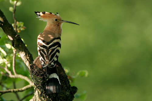 

Aufnameort: Poleski NP, Polen
Kamera: eos20D, 700mm