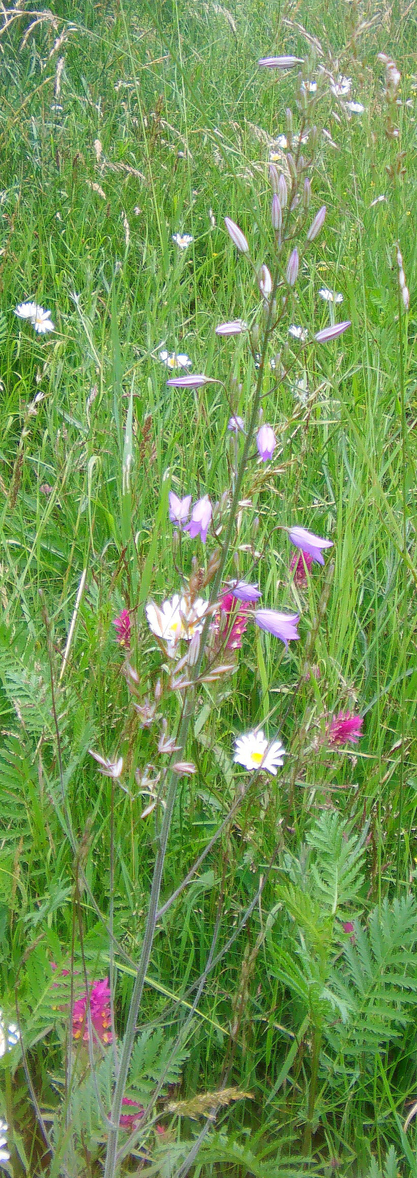 wiesen-glockenblume-campanula-patula-l-10936.jpeg