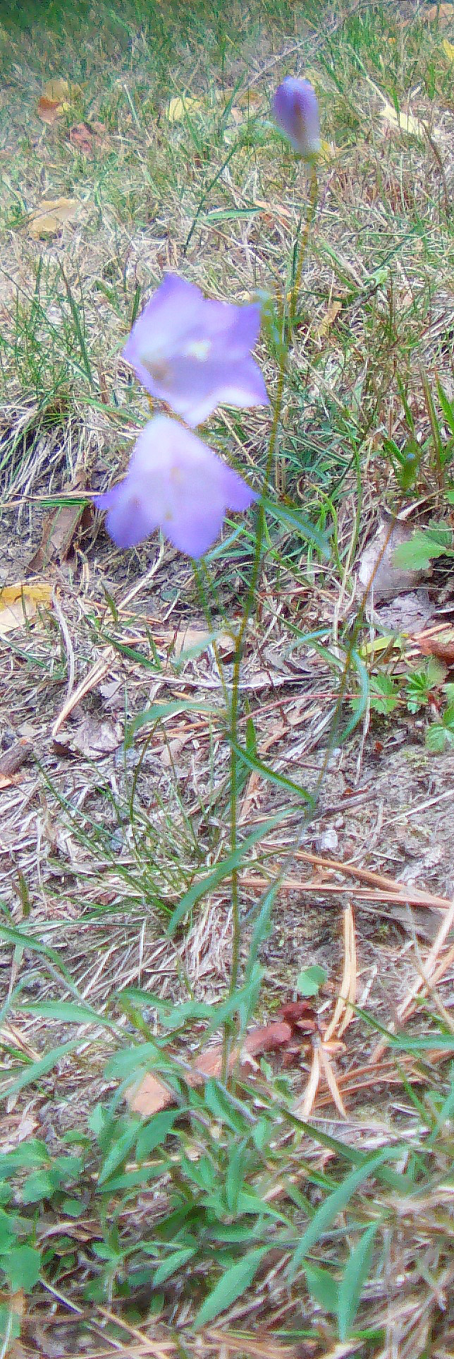 wiesen-glockenblume-campanula-patula-l-13130.jpeg