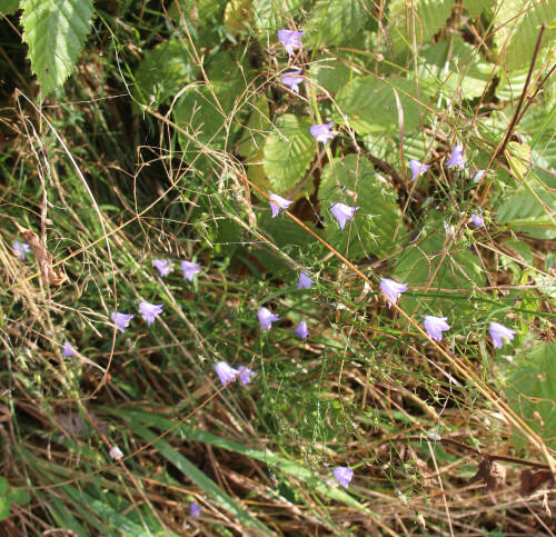 Eine Art Glockenblume - an diesem Böschungsstandort etwas kleinwüchsiger - die häufig in Wiesen angetroffen werden kann.
Sie ist in Eurasien weit verbreitet.
https://de.wikipedia.org/wiki/Wiesen-Glockenblume

https://www.youtube.com/watch?v=2bQvdFGzG0s
https://www.youtube.com/watch?v=uoDvb5gBQJ8
https://www.youtube.com/watch?v=2DyG5oehp_U
u. a.

Aufnameort: Eiershausen Waldrand des Hirschbergwaldes
Kamera: Canon EOS 700D