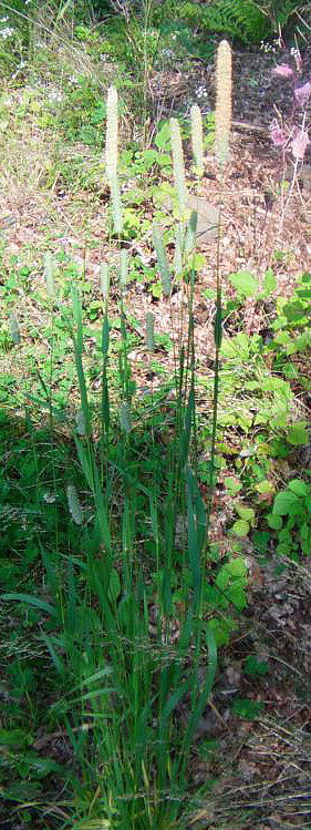 Ein Gras, das an seiner Scheinähre erkannt werden kann.
Allerdings gibt es noch andere, ähnliche Gräser.
http://de.wikipedia.org/wiki/Wiesen-Lieschgras

Aufnameort: Eiershausen Hirschbergwald
Kamera: Medion Digitaler Full-HD-Camcorder mit Touchscreen Medion Life