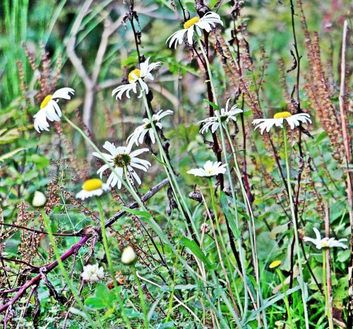 wiesen-margerite-leucanthemum-vulgare-agg-l-19762.jpeg