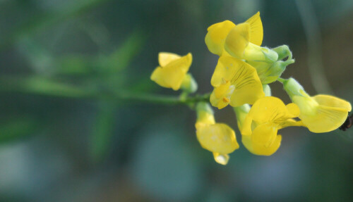 wiesen-platterbse-lathyrus-pratensis-l-17607.jpeg