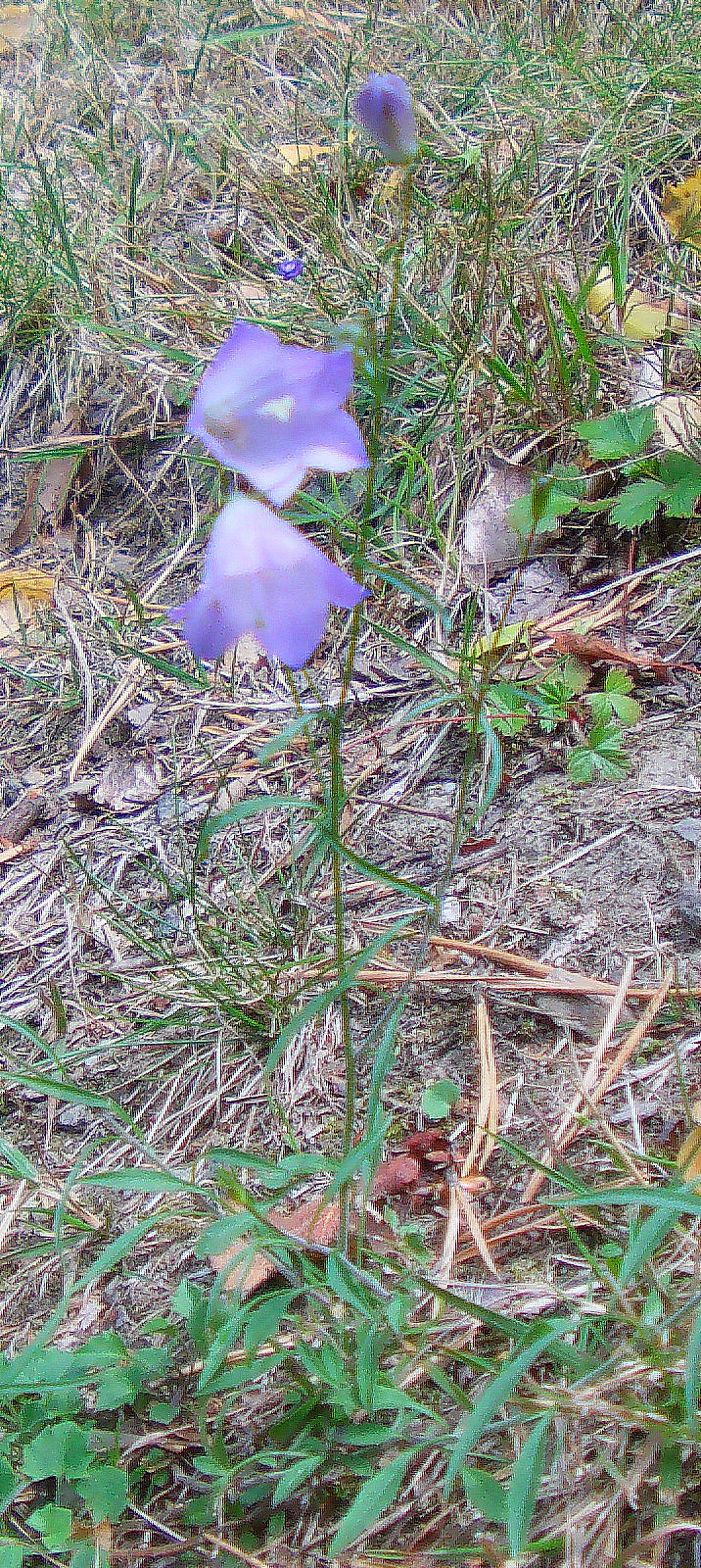 Eine Glockenblume, die im Sommer auf Wiesen erblühen kann.
http://de.wikipedia.org/wiki/Wiesenglockenblume

Aufnameort: Eiershausen Gemeindewiese
Kamera: Medion Digitaler Full-HD-Camcorder mit Touchscreen Medion Life