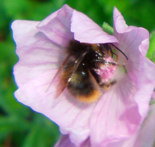 wiesenhummel-bombus-pratorum-l-1761-1-11707.jpeg