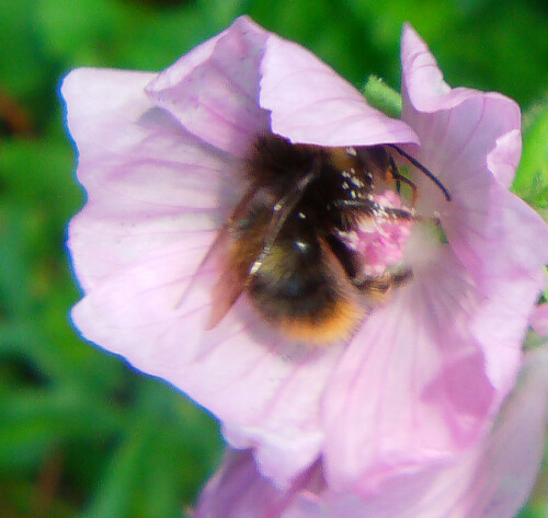 Eine kleiner Hummel, die auch bereits im Frühling beim Blütenbesuch beobachtet werden kann.
http://de.wikipedia.org/wiki/Wiesenhummel

Aufnameort: Eiershausen Garten
Kamera: Medion Digitaler Full-HD-Camcorder mit Touchscreen Medion Life