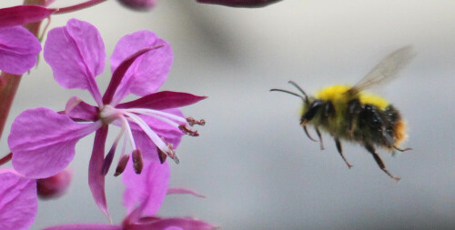 wiesenhummel-bombus-pratorum-l-1761-17606.jpeg