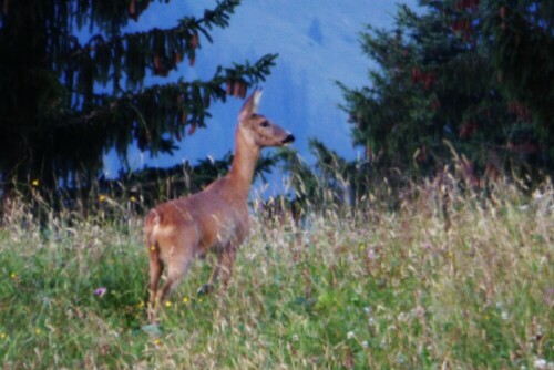 

Aufnameort: St.Johann in Tirol
